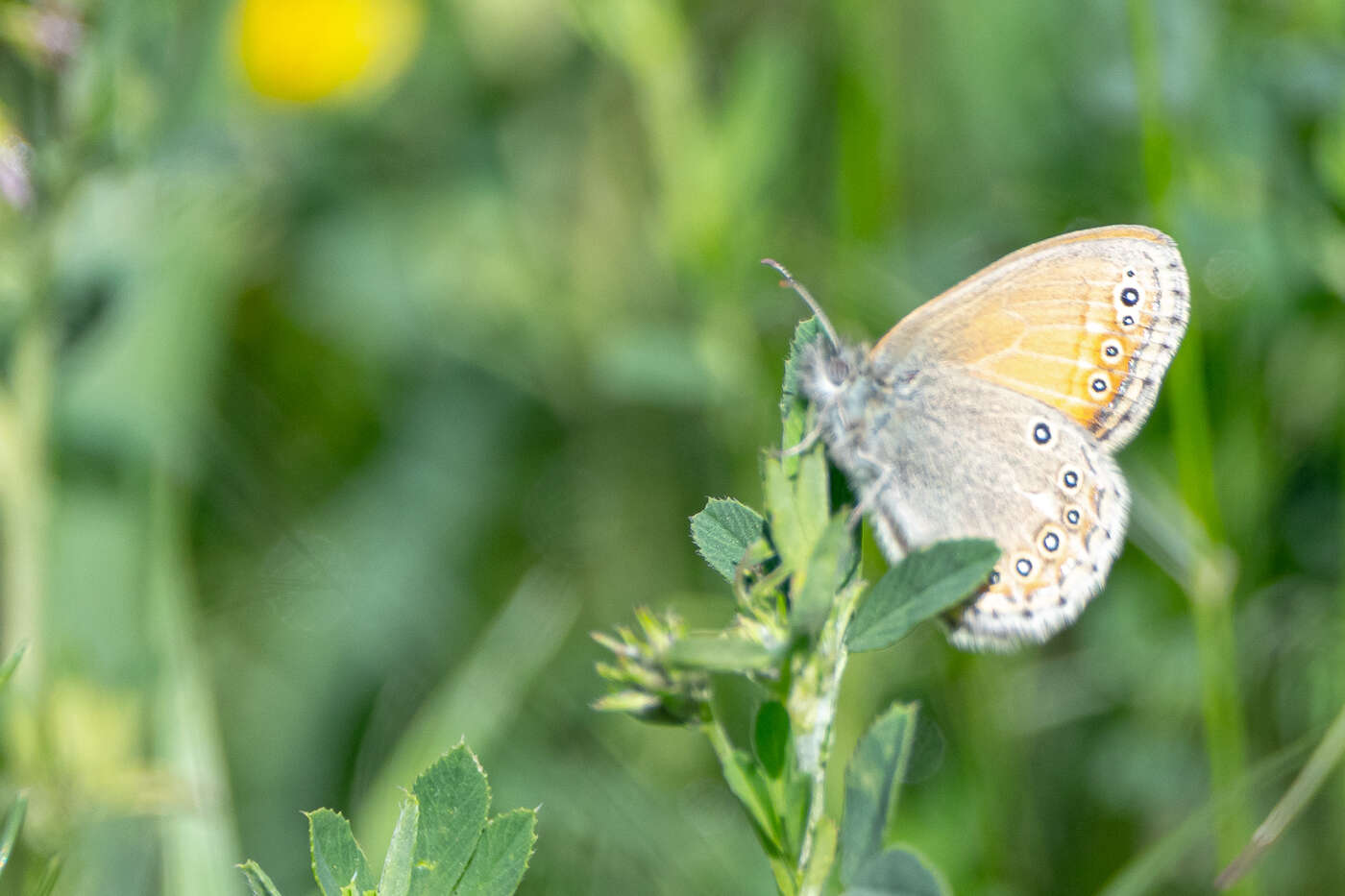 Image of Coenonympha amaryllis Cramer 1782