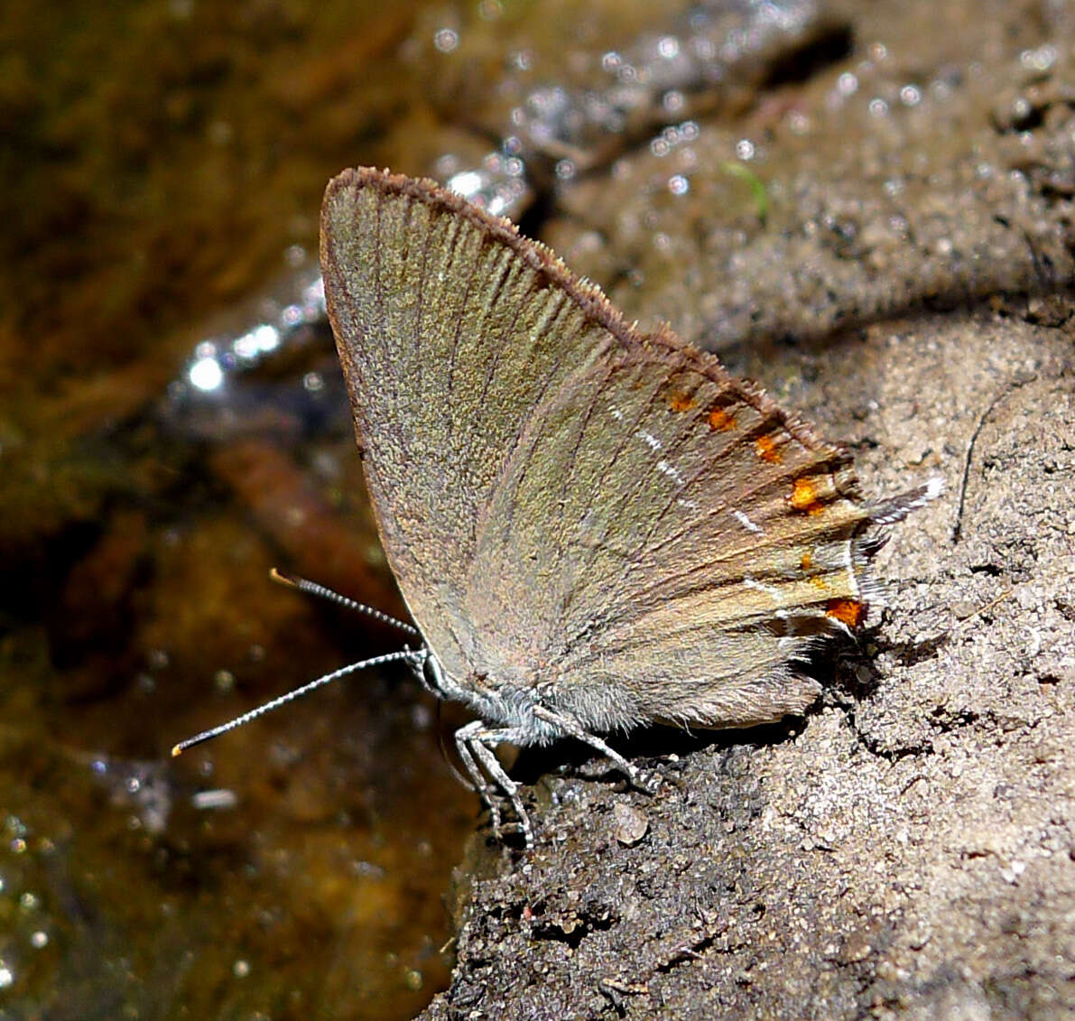 Image of Satyrium esculi