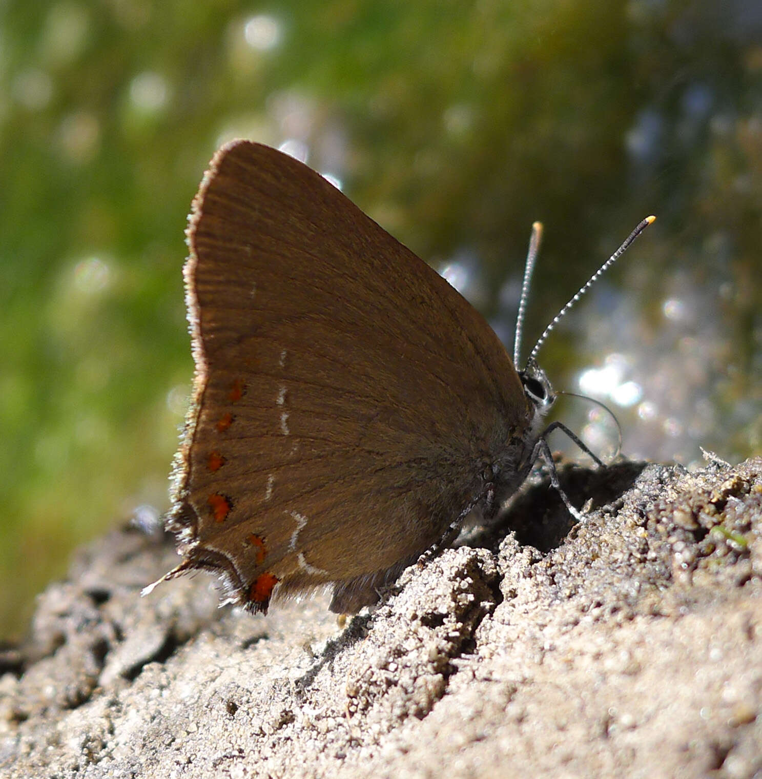 Image of Satyrium esculi