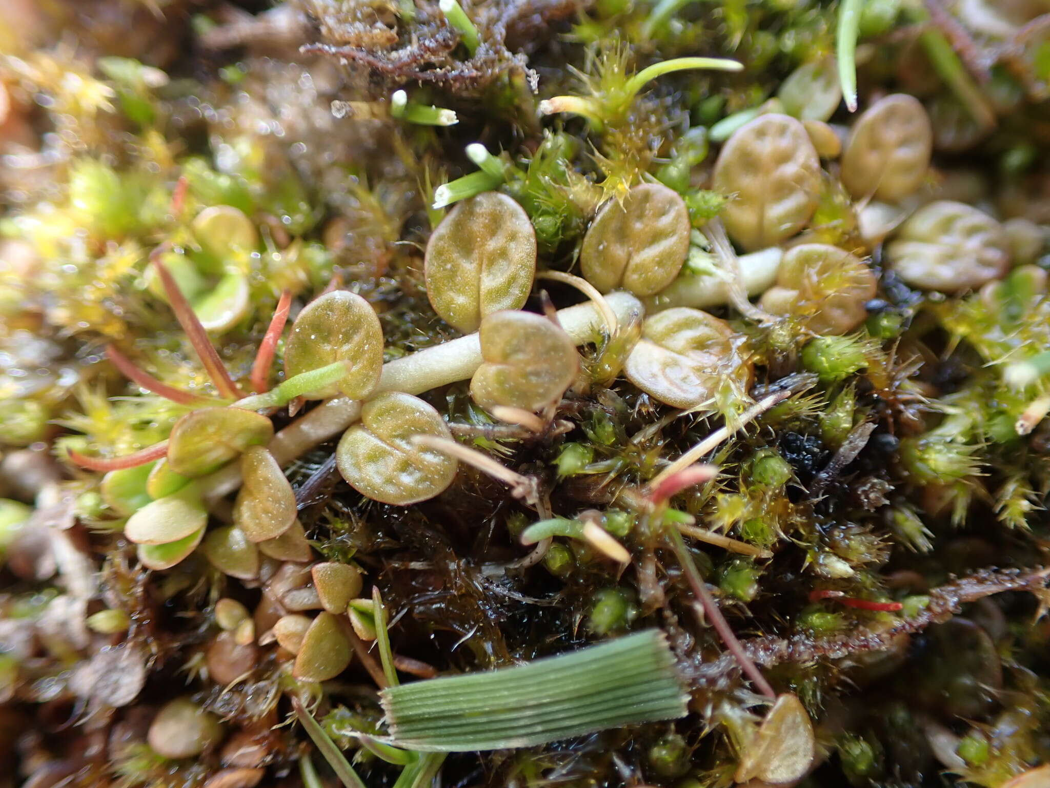 Image of Epilobium komarovianum Leveille