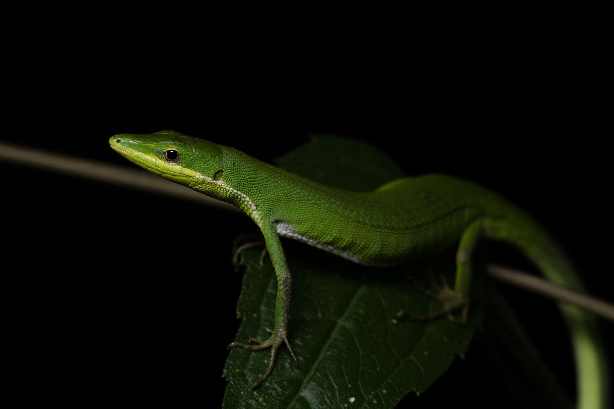Image of Koshun Grass Lizard