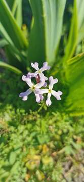 Imagem de Ricotia lunaria (L.) DC.