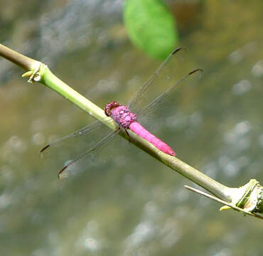 Image of Roseate Skimmer