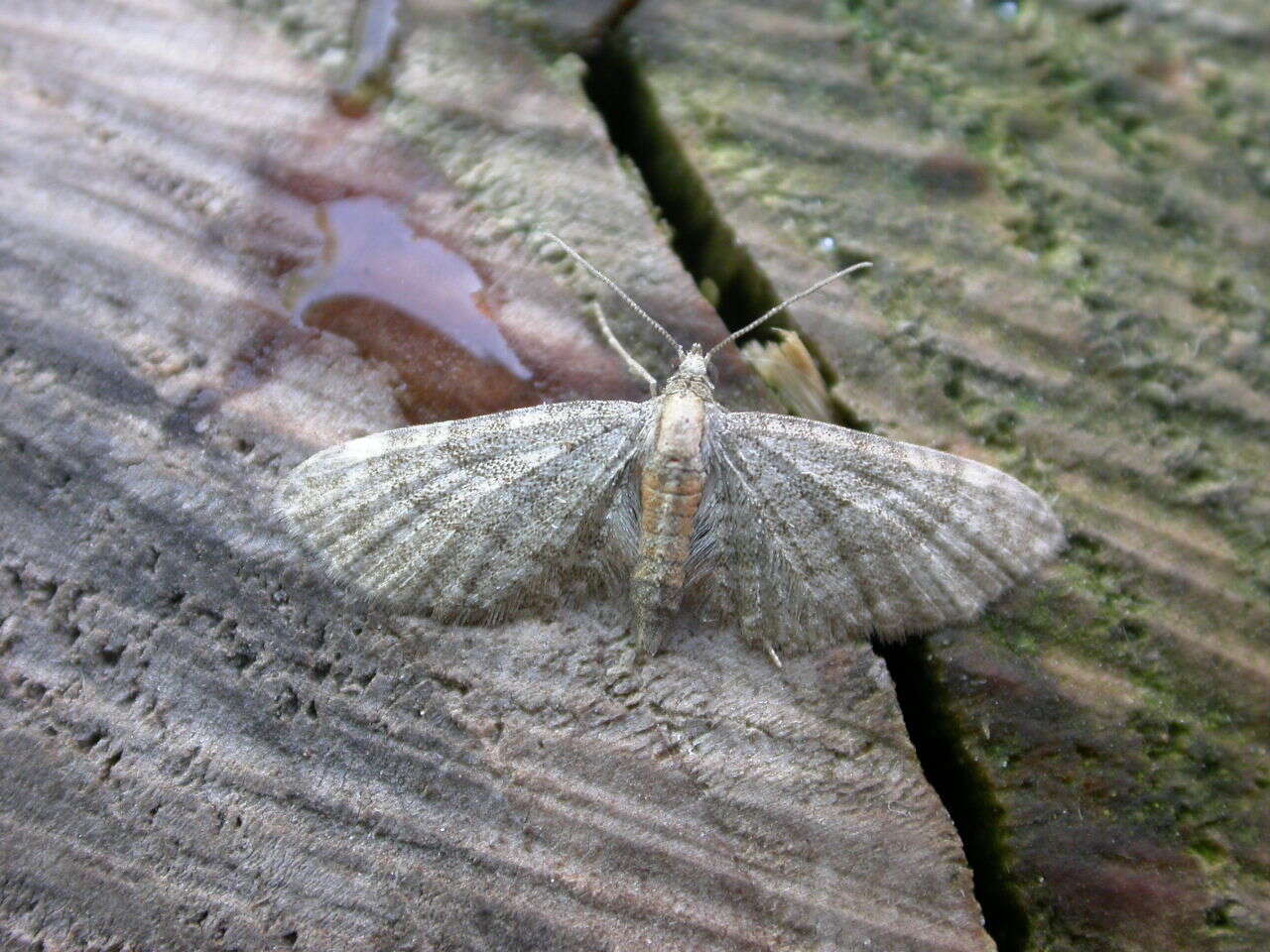 Imagem de Eupithecia haworthiata Doubleday 1856