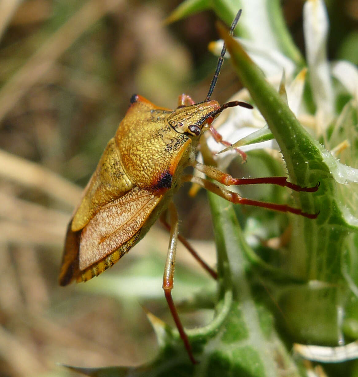 Image of <i>Carpocoris mediterraneus</i>