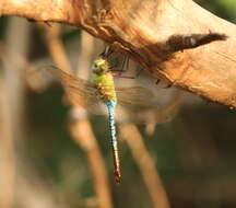 Image of Common Green Darner