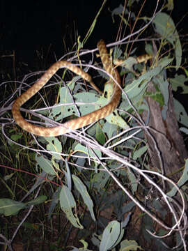 Image of Brown tree snake