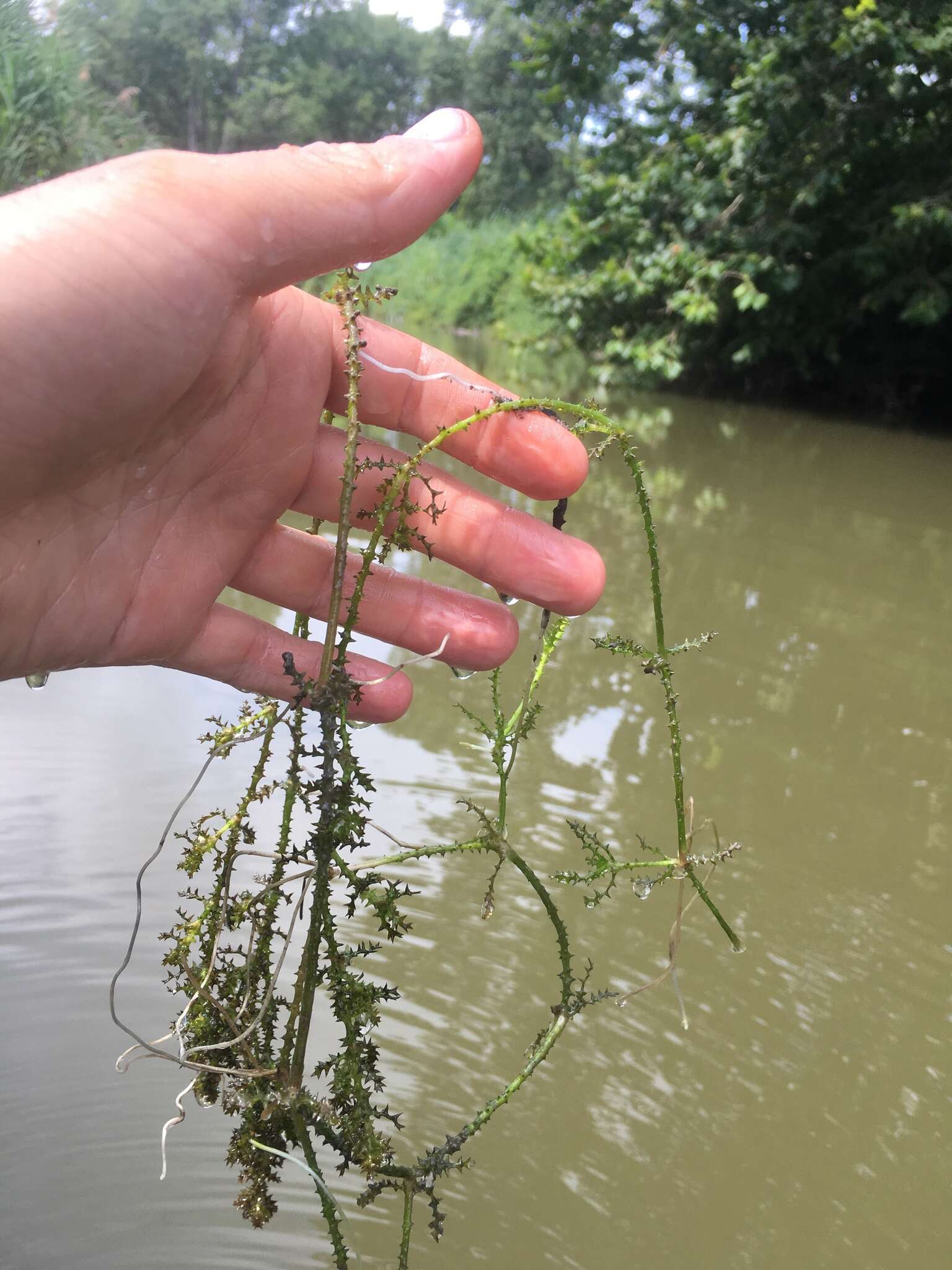 Image of Holly-leaved Naiad