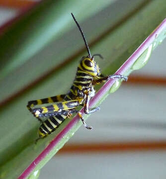 Image of Tropidacris cristata (Linnaeus 1758)