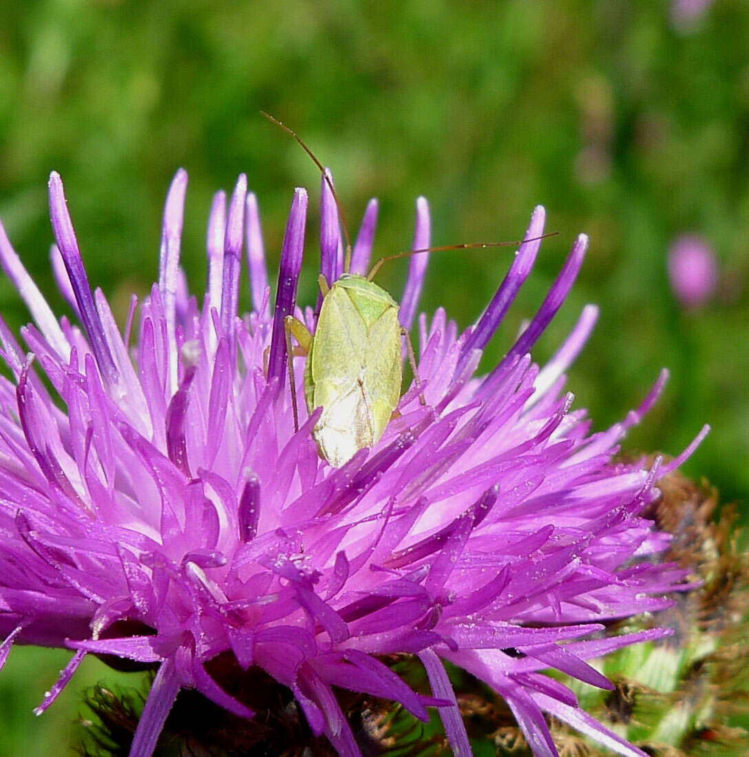 Image of Lygocoris