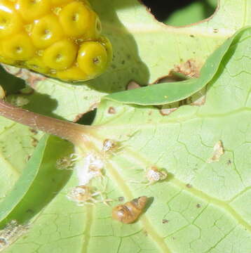 Image of Tornatellides subperforatus (Suter 1909)