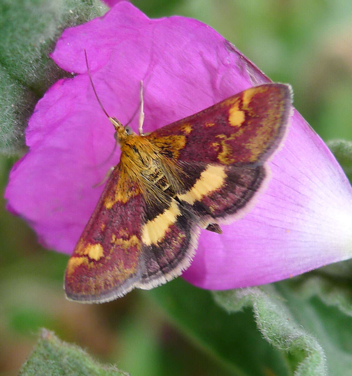 Image of Mint moth