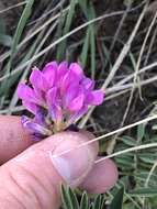 Image of Utah sweetvetch