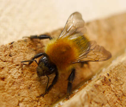 Image of Common carder bumblebee