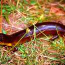 Image of Diving Skink