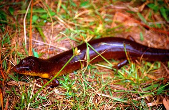 Image of Diving Skink