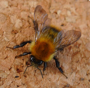 Image of Common carder bumblebee