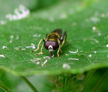 Image of Xylota segnis (Linnaeus 1758)