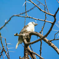 Image of White-headed Barbet