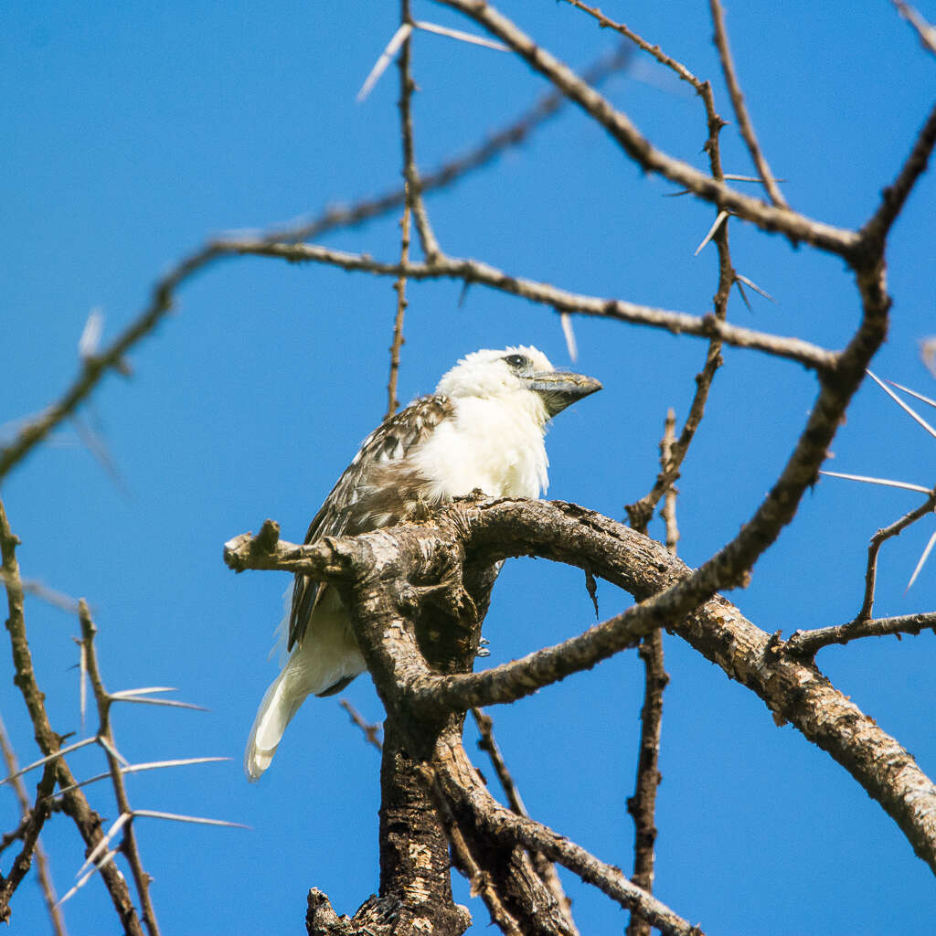 Image of White-headed Barbet