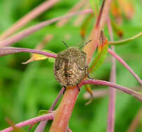 Image of sloe bug