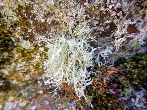 Image of intermediate cartilage lichen