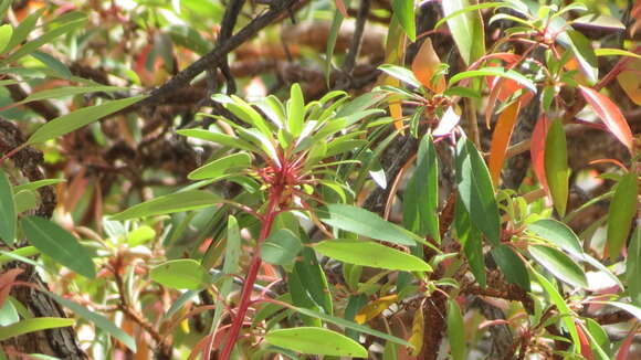 Image of Arizona madrone