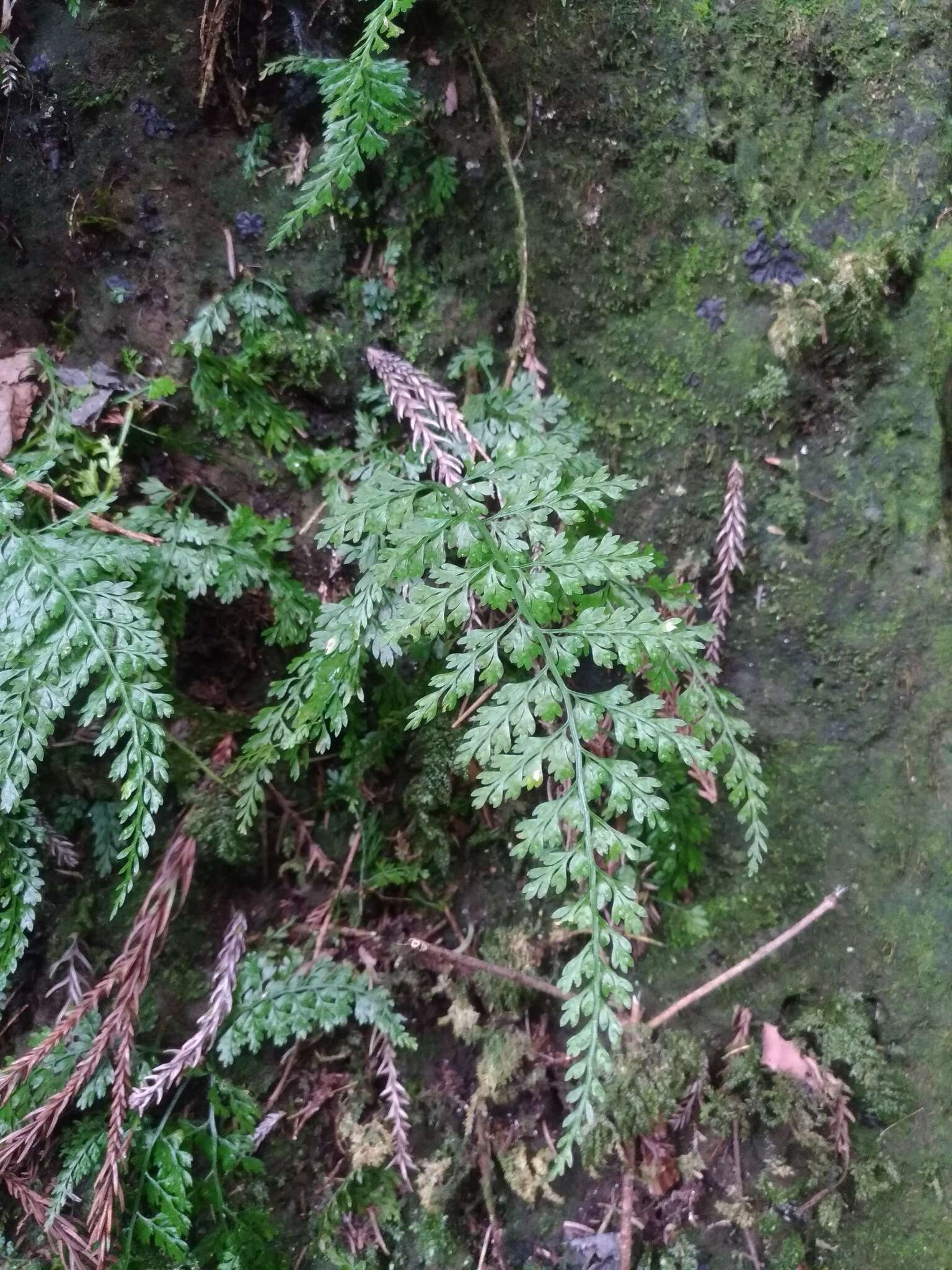 Image de Asplenium tenuifolium D. Don