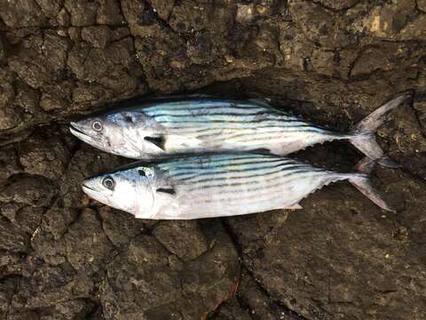 Image of Australian Bonito