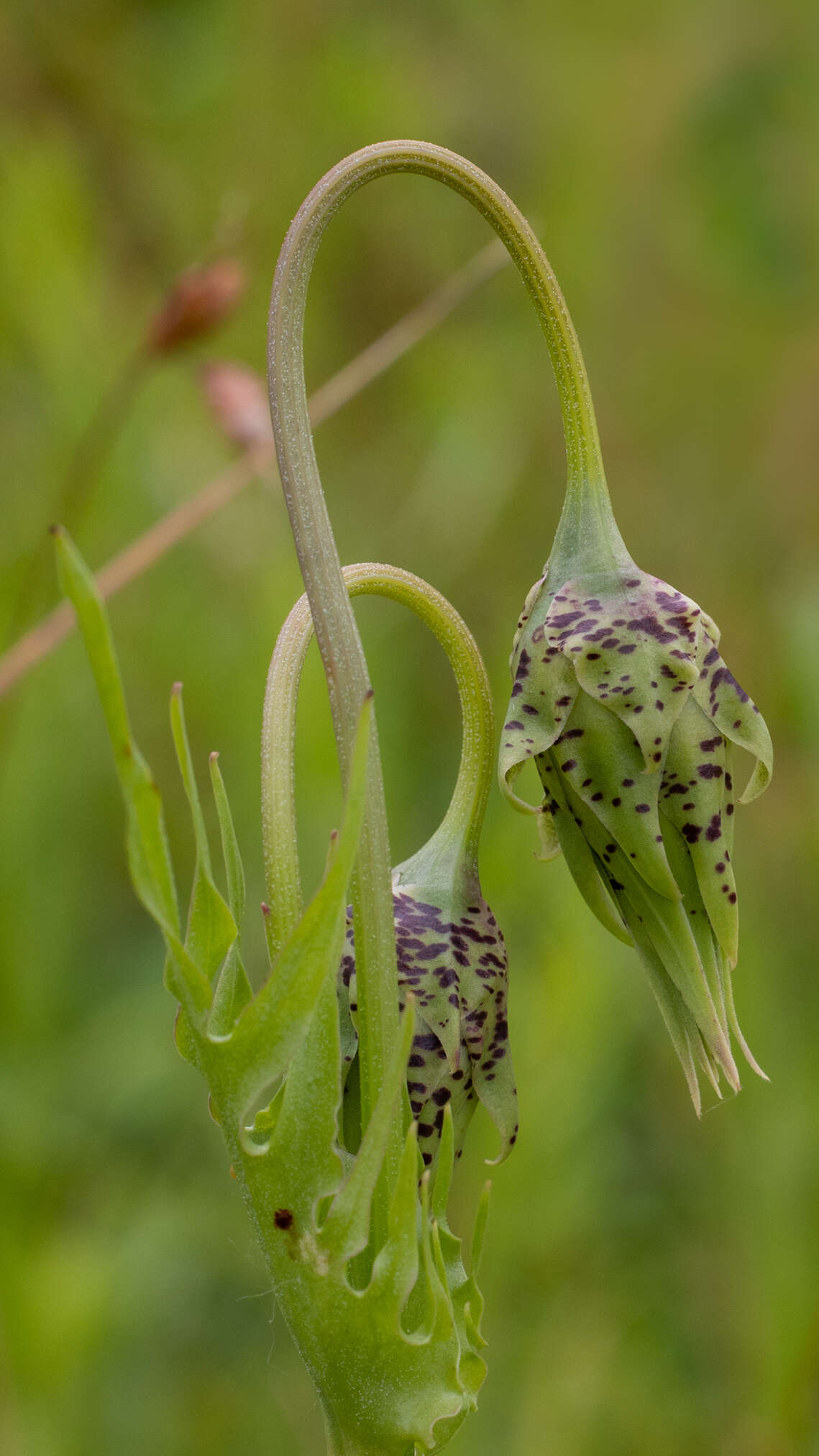 Image of cutleaf silverpuffs