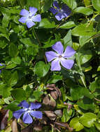 Image of Greater Periwinkle