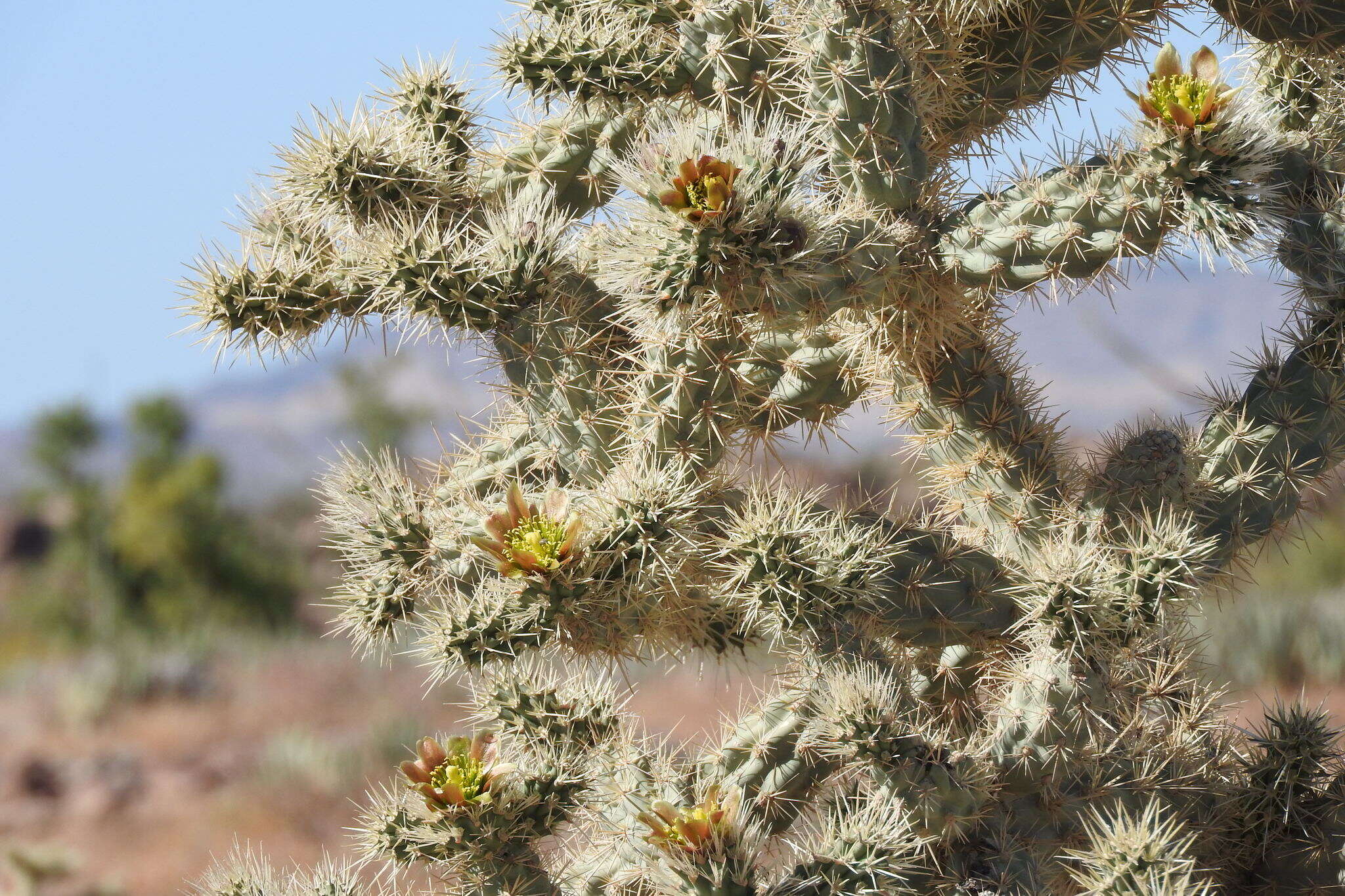 Image of Cylindropuntia alcahes var. alcahes