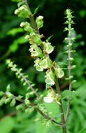 Слика од Teucrium scorodonia L.