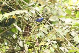 Image of Purple Honeycreeper