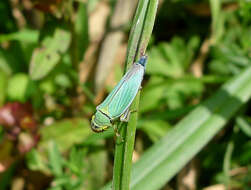 Image of Cicadella viridis (Linnaeus 1758)