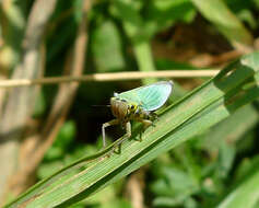 Image of Cicadella viridis (Linnaeus 1758)