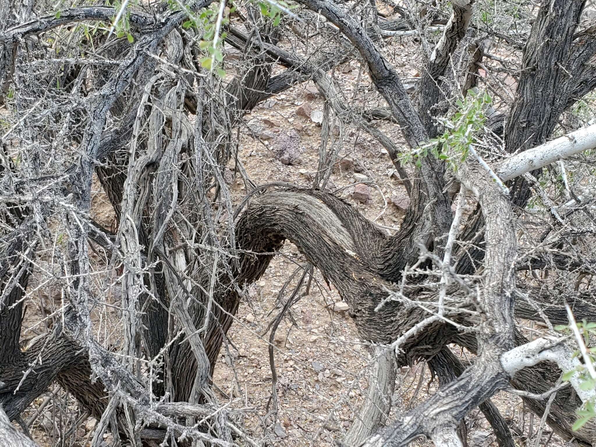 Image of bitter snakewood