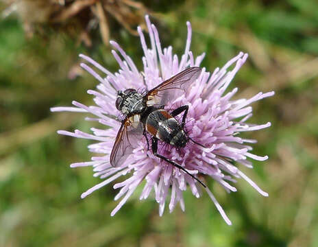 Image of Eriothrix rufomaculatus (De Geer 1776)