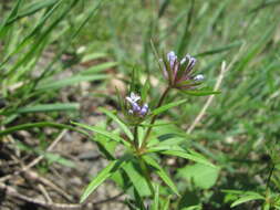 Imagem de Asperula arvensis L.