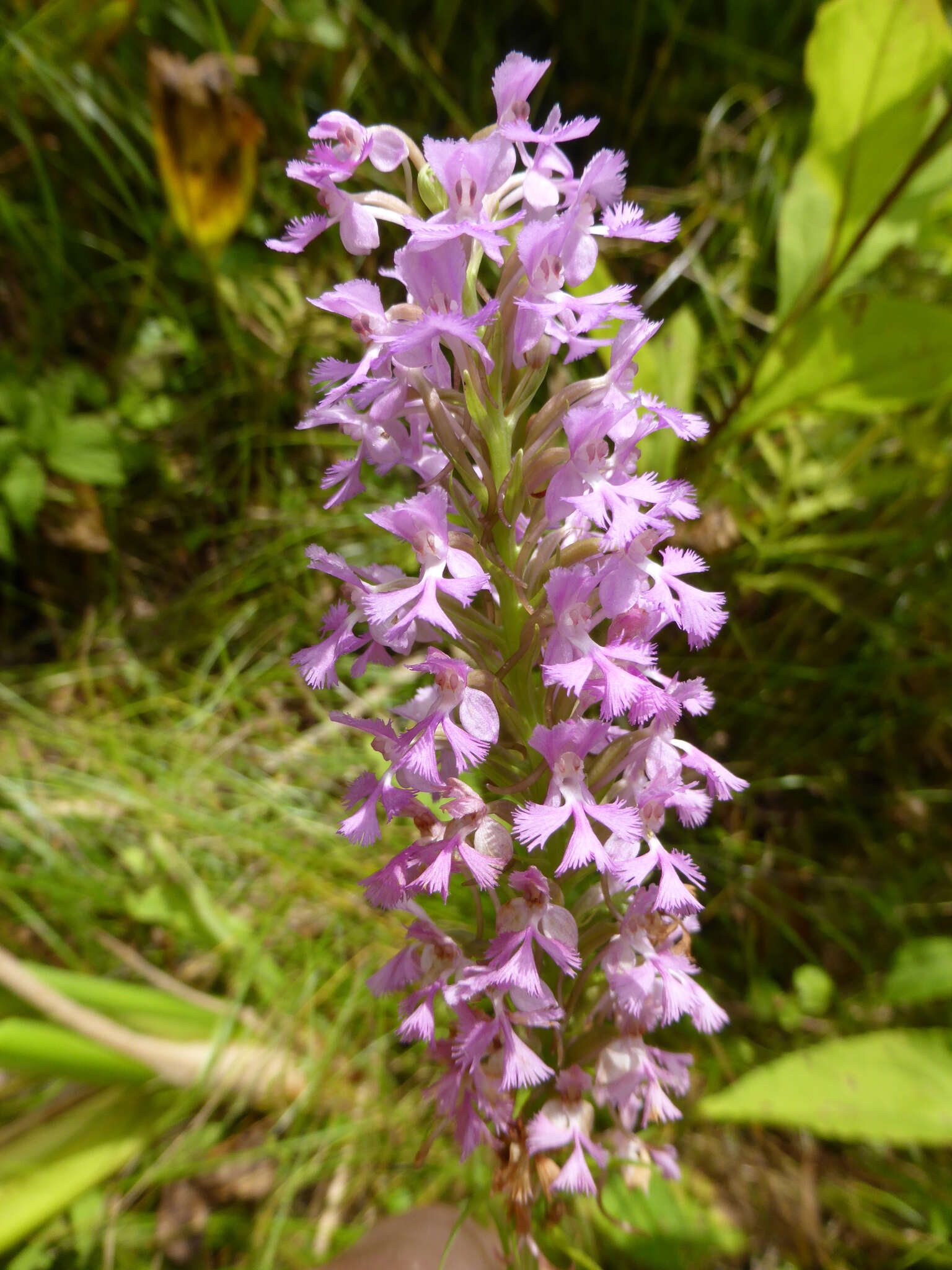 Imagem de Platanthera psycodes (L.) Lindl.