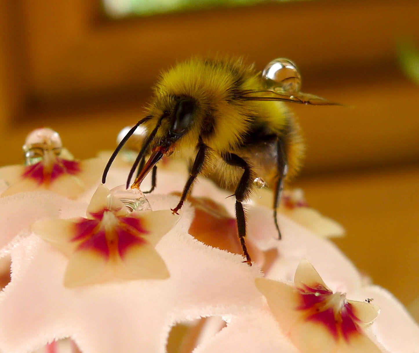 Plancia ëd Bombus pratorum (Linnaeus 1761)