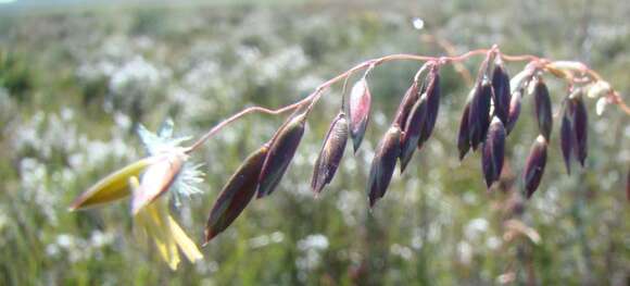 Imagem de Ehrharta calycina Sm.