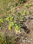 Image of Lesser Honeywort