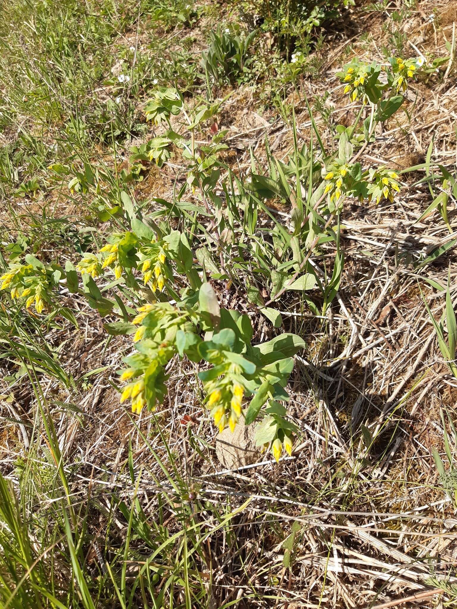 Image of Lesser Honeywort