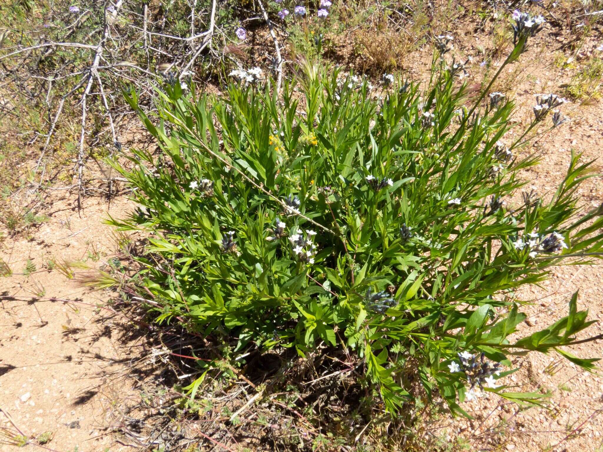 Plancia ëd Amsonia palmeri A. Gray