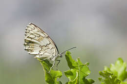 Image of Melanargia larissa Hübner 1827