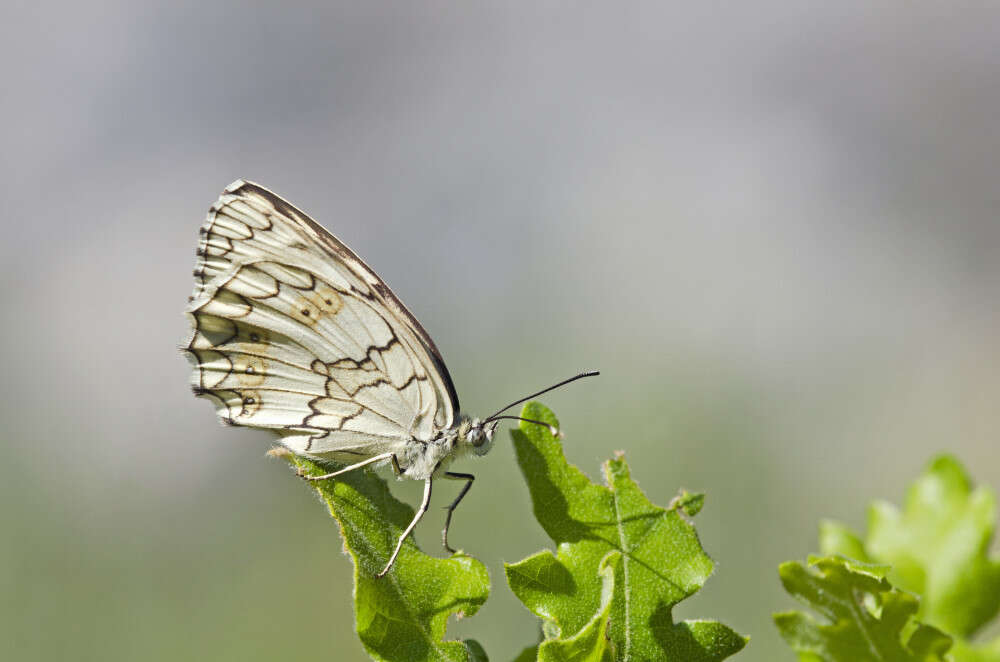 Image of Melanargia larissa Hübner 1827