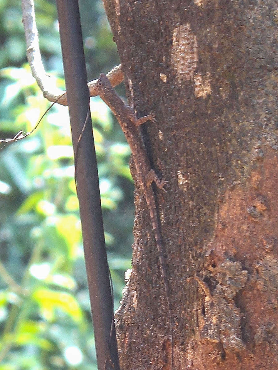 Image of Asian Gliding Lizard