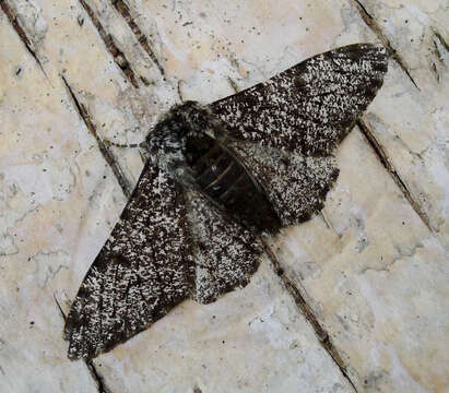 Image of peppered moth