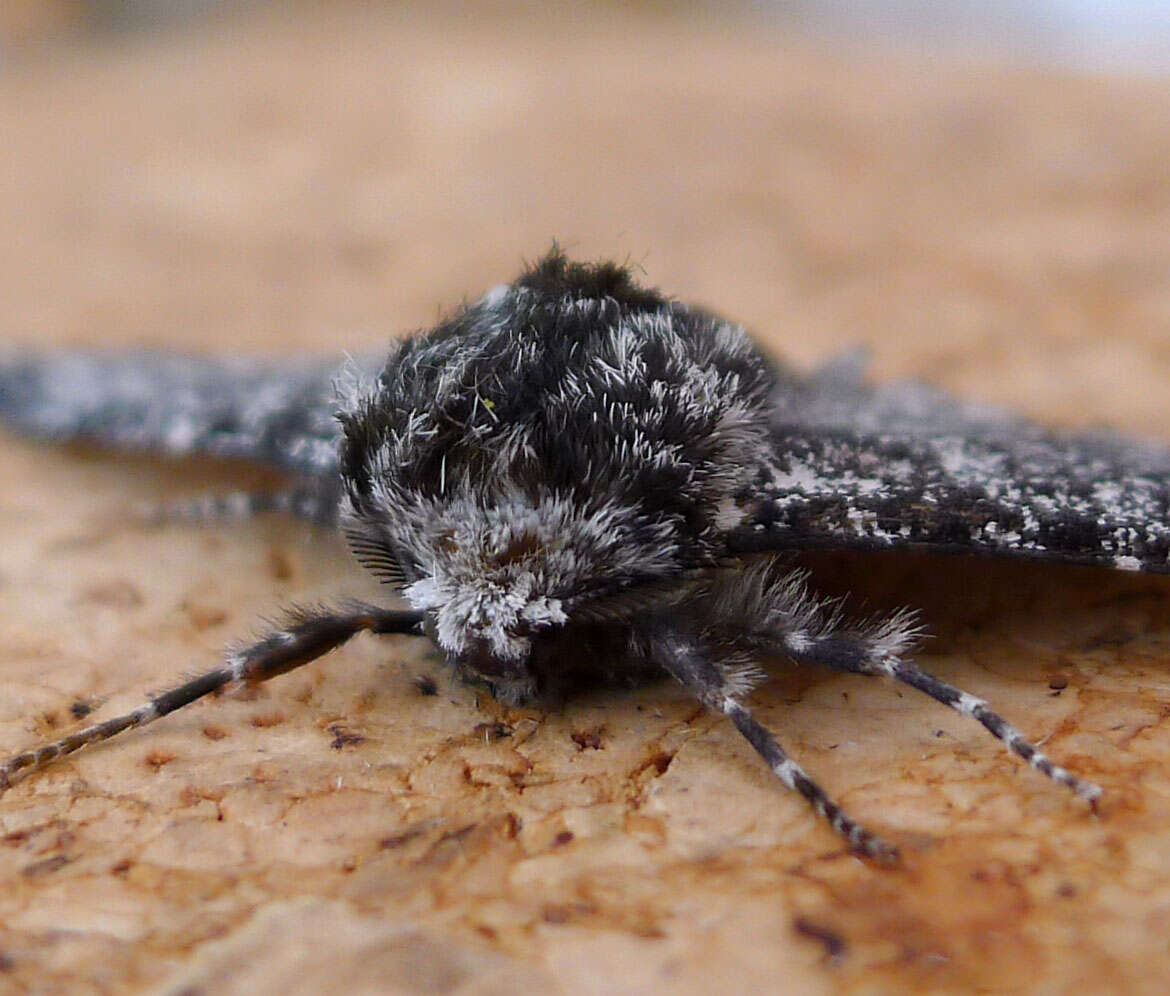 Image of peppered moth